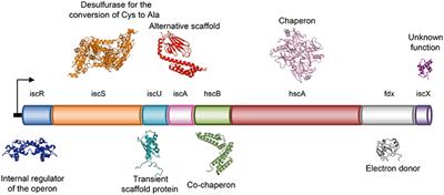 Hybrid Methods in Iron-Sulfur Cluster Biogenesis